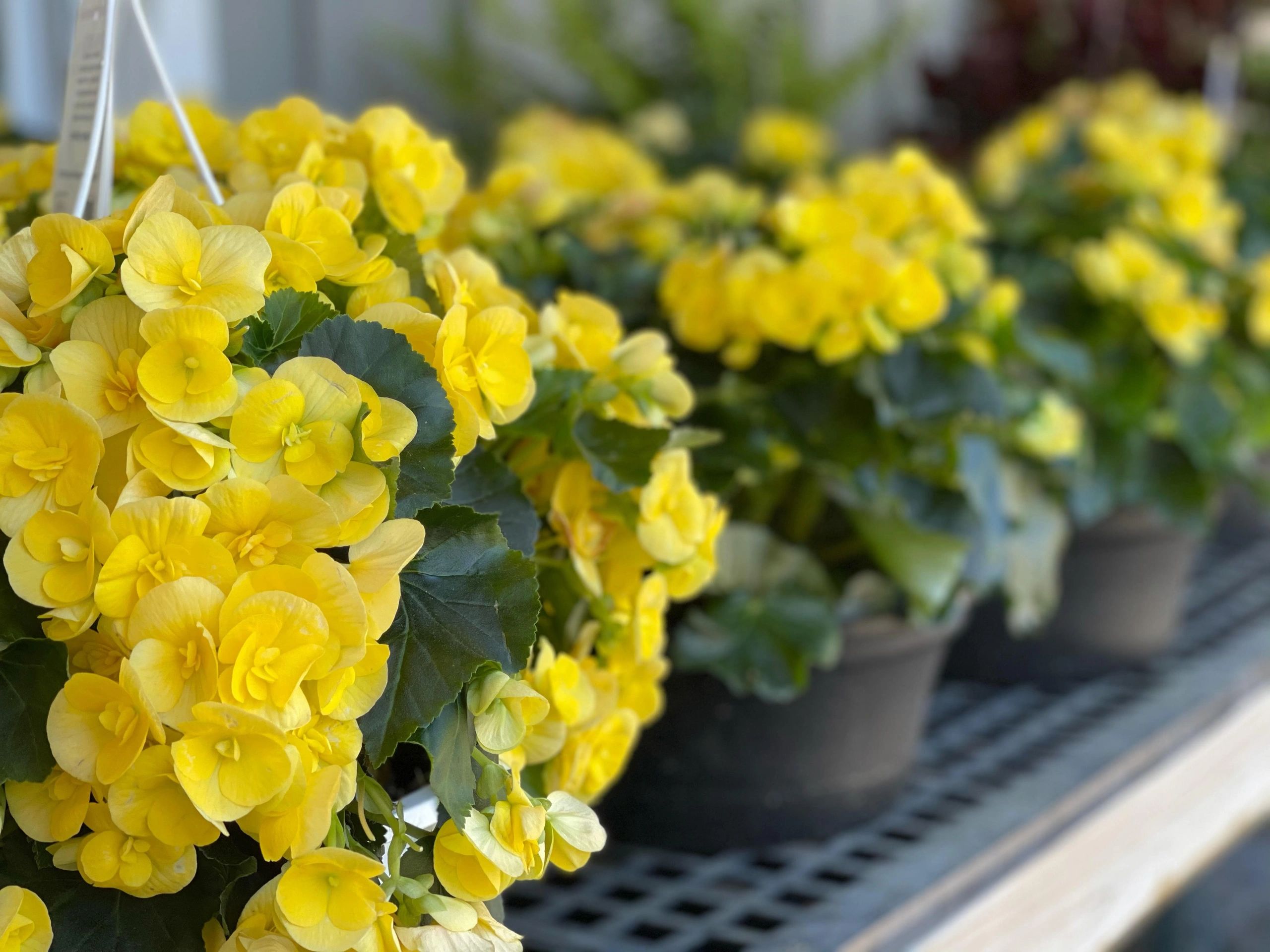 Harvest Moon Farm and Orchard